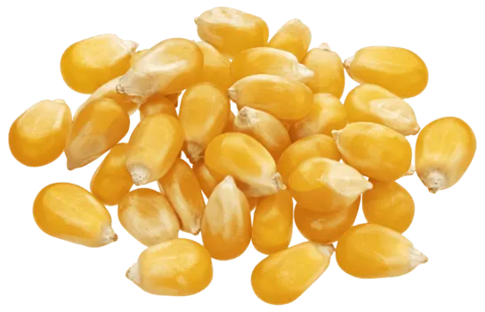 Maize Seeds