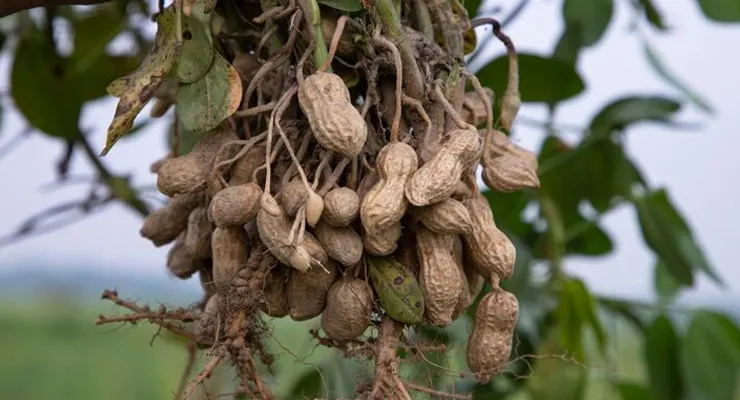 Groundnut