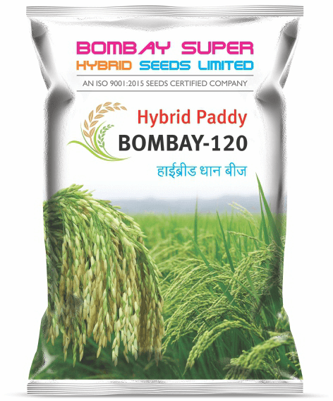 best-varieties-of-hybrid-paddy-seeds-that-are-suitable-for-farming